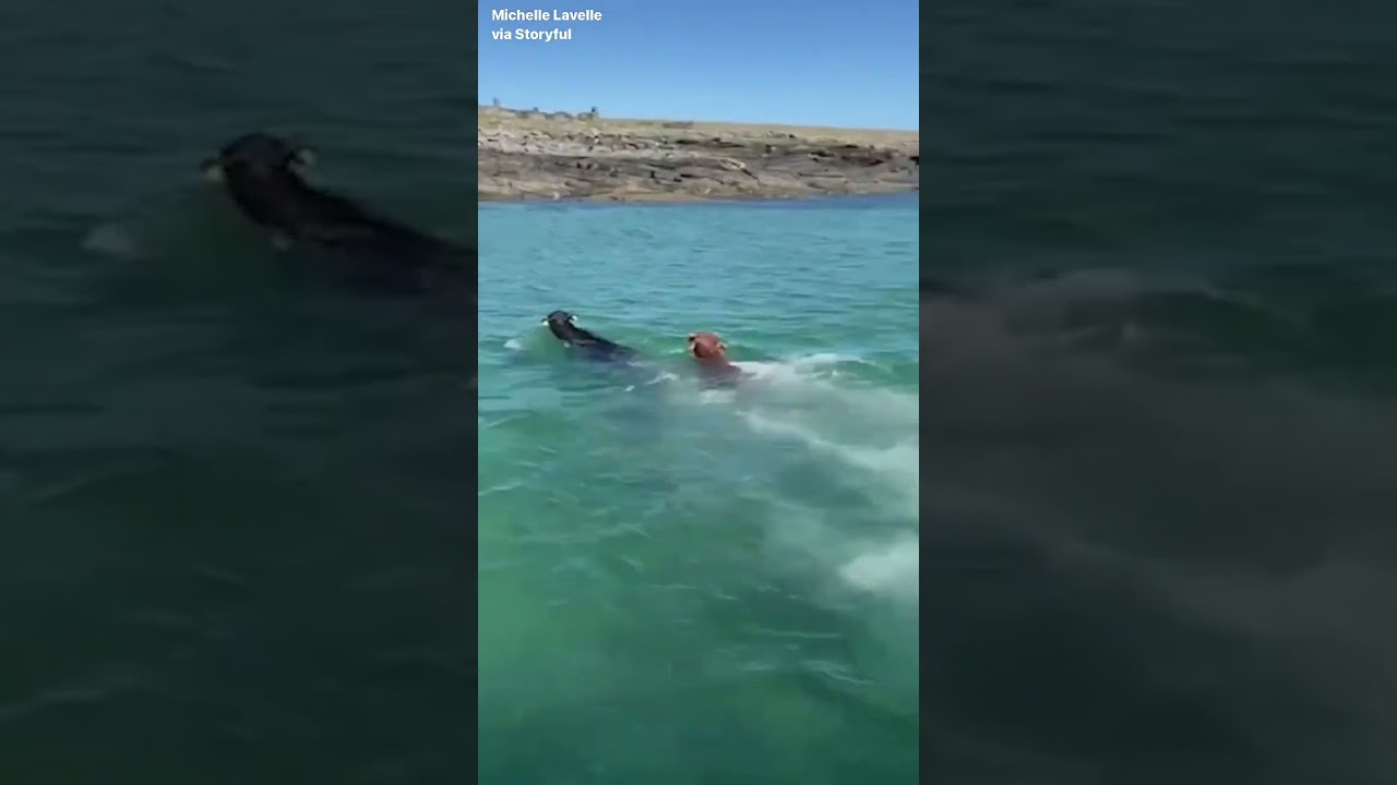 Cows Leap Off Boat and Swim to Irish Island for Grazing