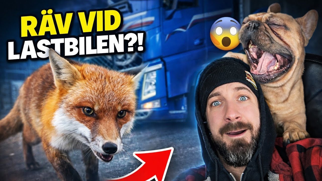Oväntat besök! Räv vid lastbilen. Dalton helt i chock. Trucker vlogg genom Sverige 