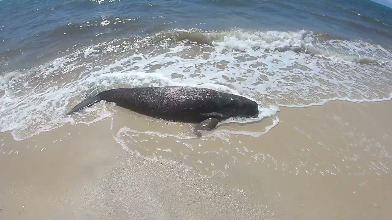 Beach combing through HUNDREDS OF MILES OF RUBBISH ! and more BOAT WRECKS! plus LURES!