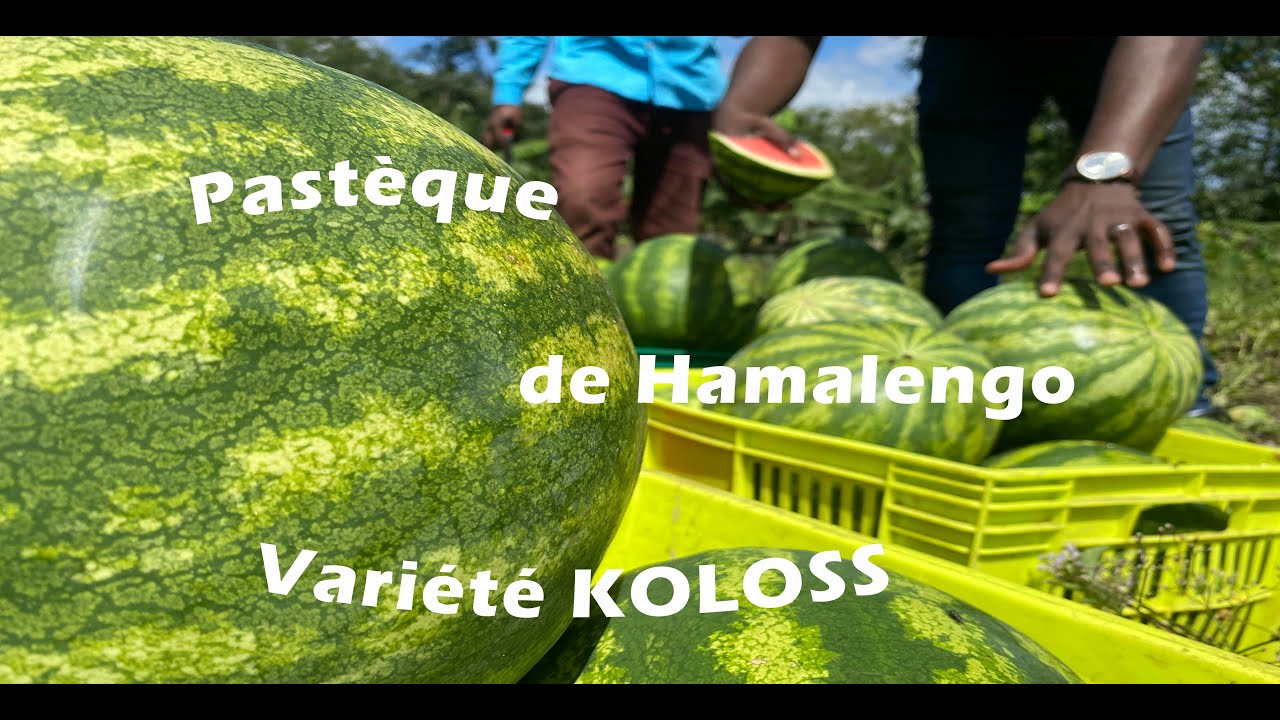 Récolte de pastèques