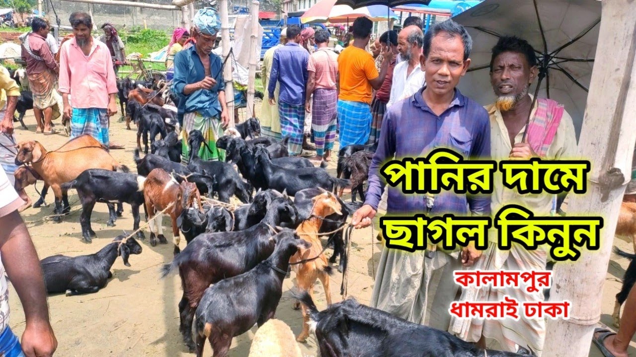 সবচেয়ে কম দামে ছাগল কিনুন এই হাট থেকে। কালামপুর হাট ধামরাই ঢাকা।
