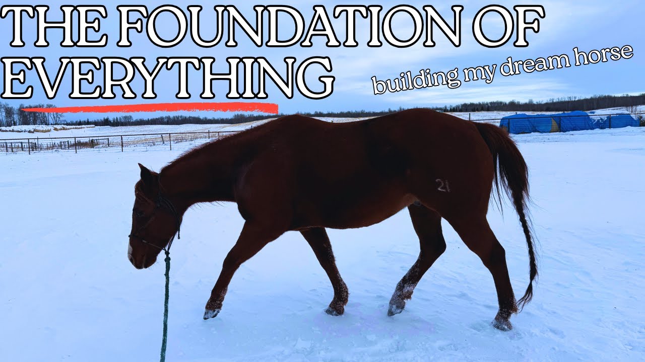 Groundwork Program | Rebuilding My Horse's Foundation