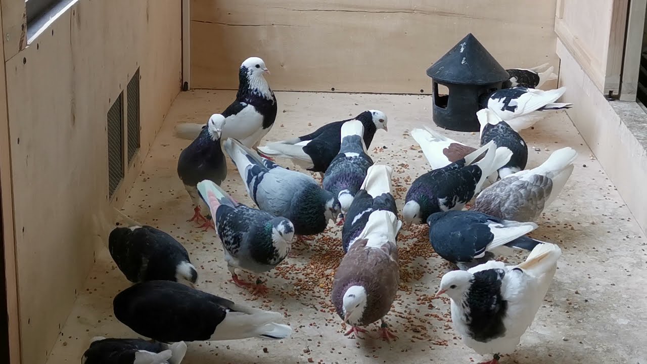 Birmingham rollers, my top breeders season 2020