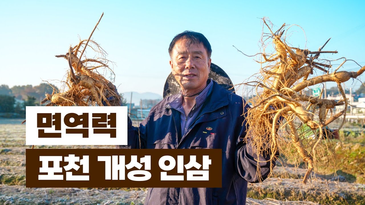 우리 가족 면역력 지킴이~ 포천 개성 인삼!