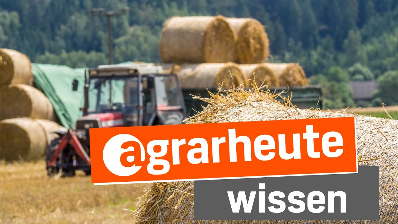 Stroh im Rinderfutter richtig einsetzen