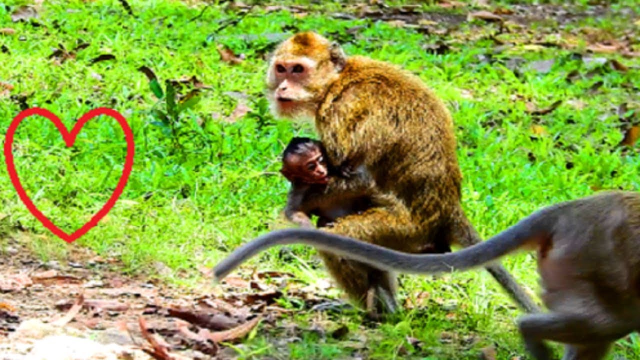 Awesome ! Million glad Amari meet little Lori today, All monkey welcome Lori