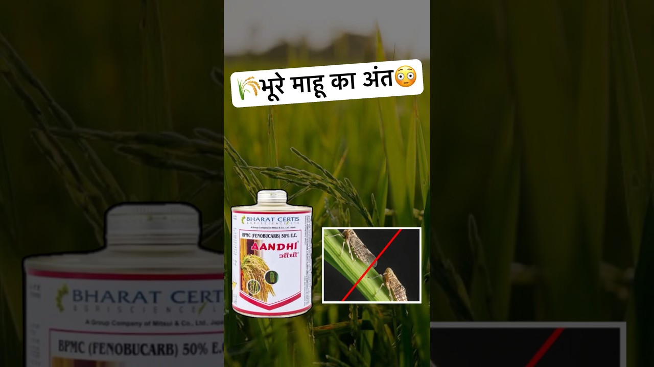 👉BPMC Fenobucarb 50% इतना ज़बर्दस्त 😳 #shorts