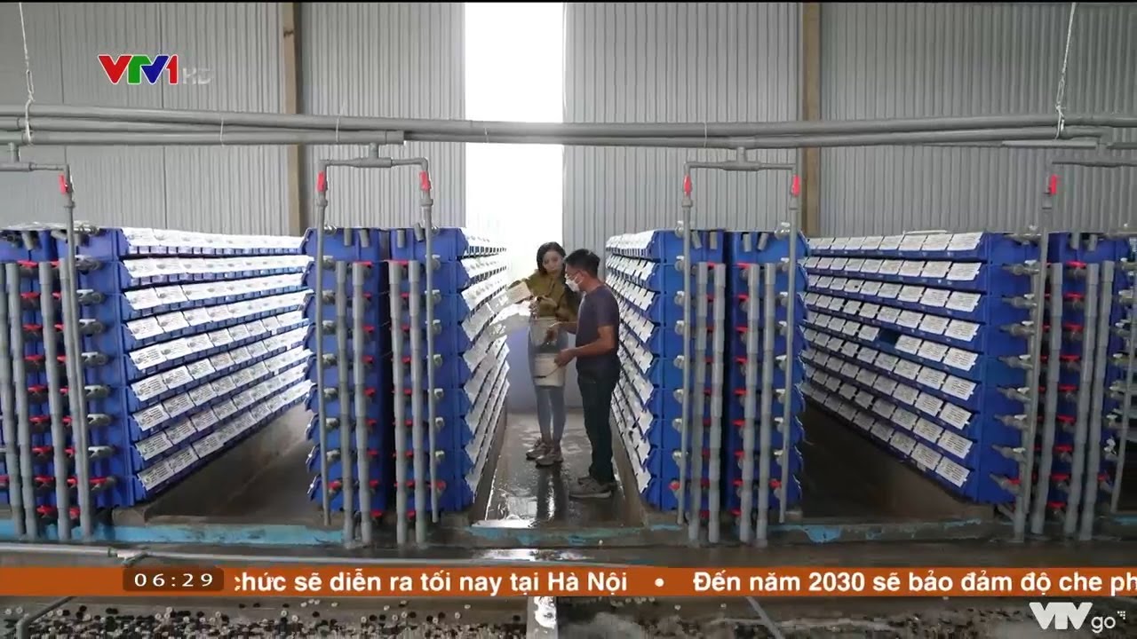 Độc đ&aacute;o m&ocirc; h&igrave;nh nu&ocirc;i cua biển trong nh&agrave; phố | VTV24