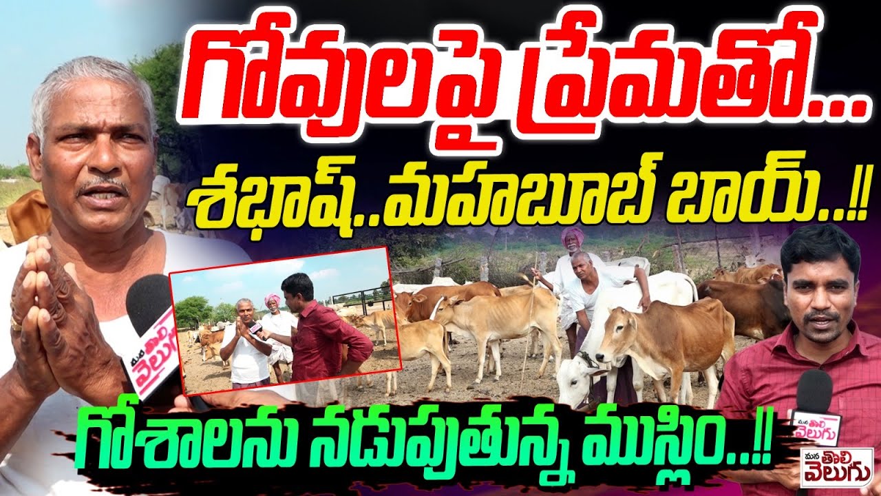గోవులపై ప్రేమతో.. గోశాలను నడుపుతున్న ముస్లిం..! | muslim man mohammed kasim build goshala In Chandur