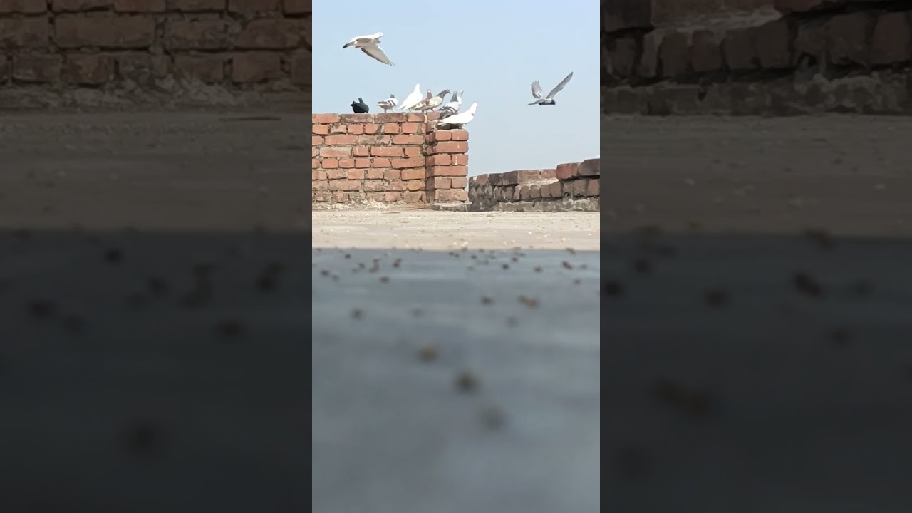 kabootar pakda live ajj ka shikar 😍||Agra ki kabootar bazi ❤️ #kabootar #agrakabootar #gola_kabootar