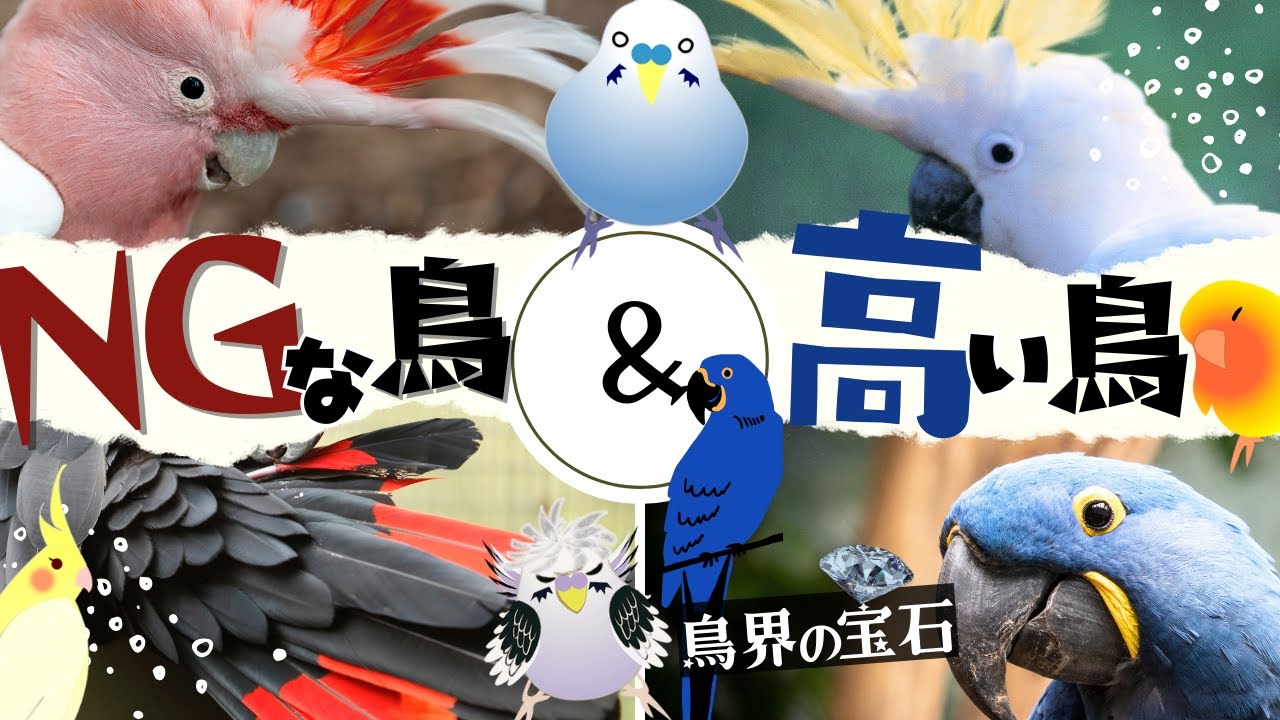 【知らなきゃ大変】飼ったら違法な鳥、インコオウム販売値段～高い鳥ランキング！