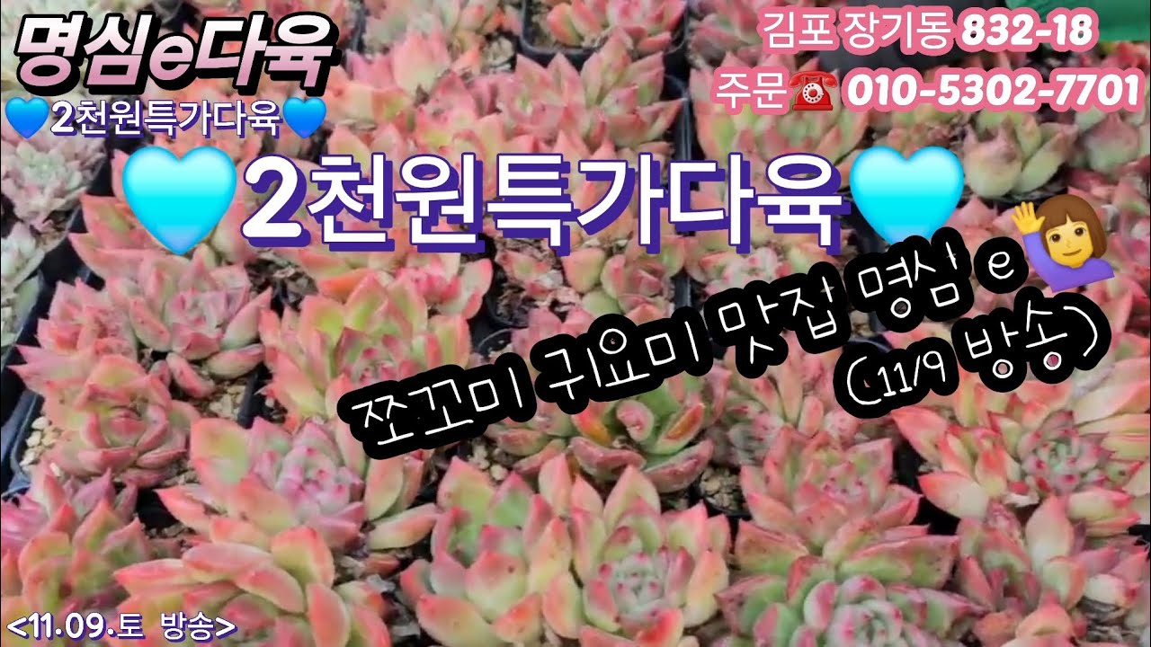 2천원으로 만나는 쪼꼬미맛집은 바로~ 명심e다육♡(11.9토)
