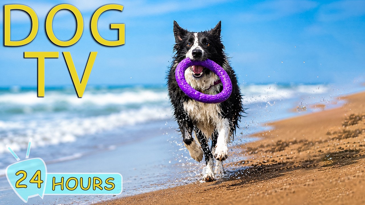 DOG TV: Best All-Day Entertain Videos for Dogs when Alone - Anti-Anxiety & Fun Music for Dogs