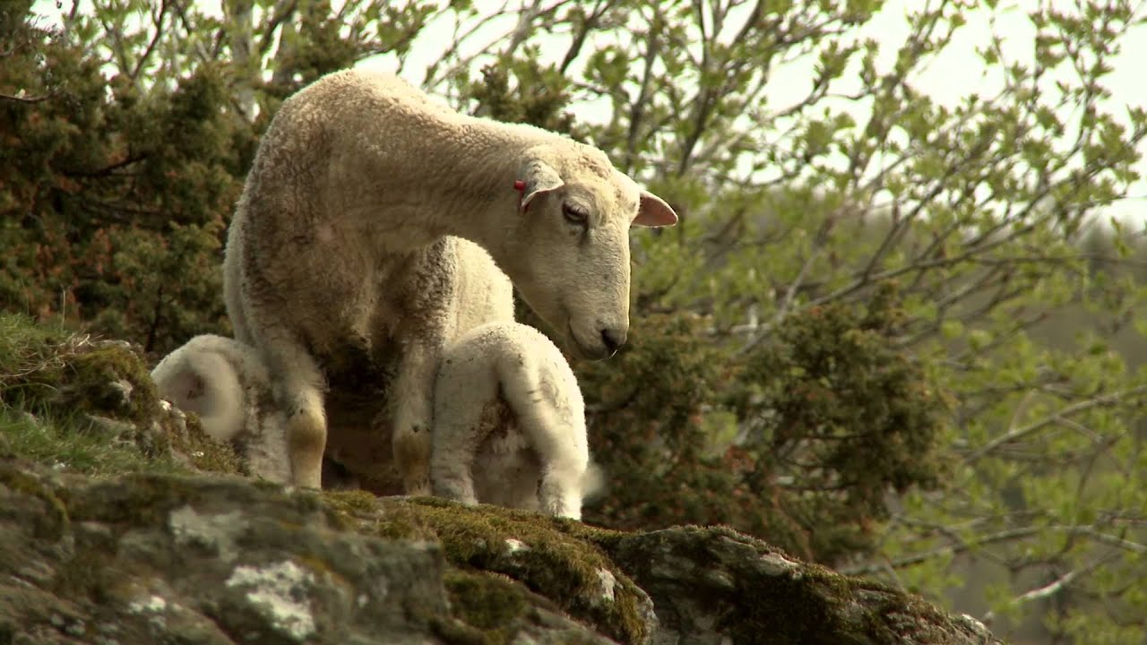 Inderøylandbruket - I stadig utvikling