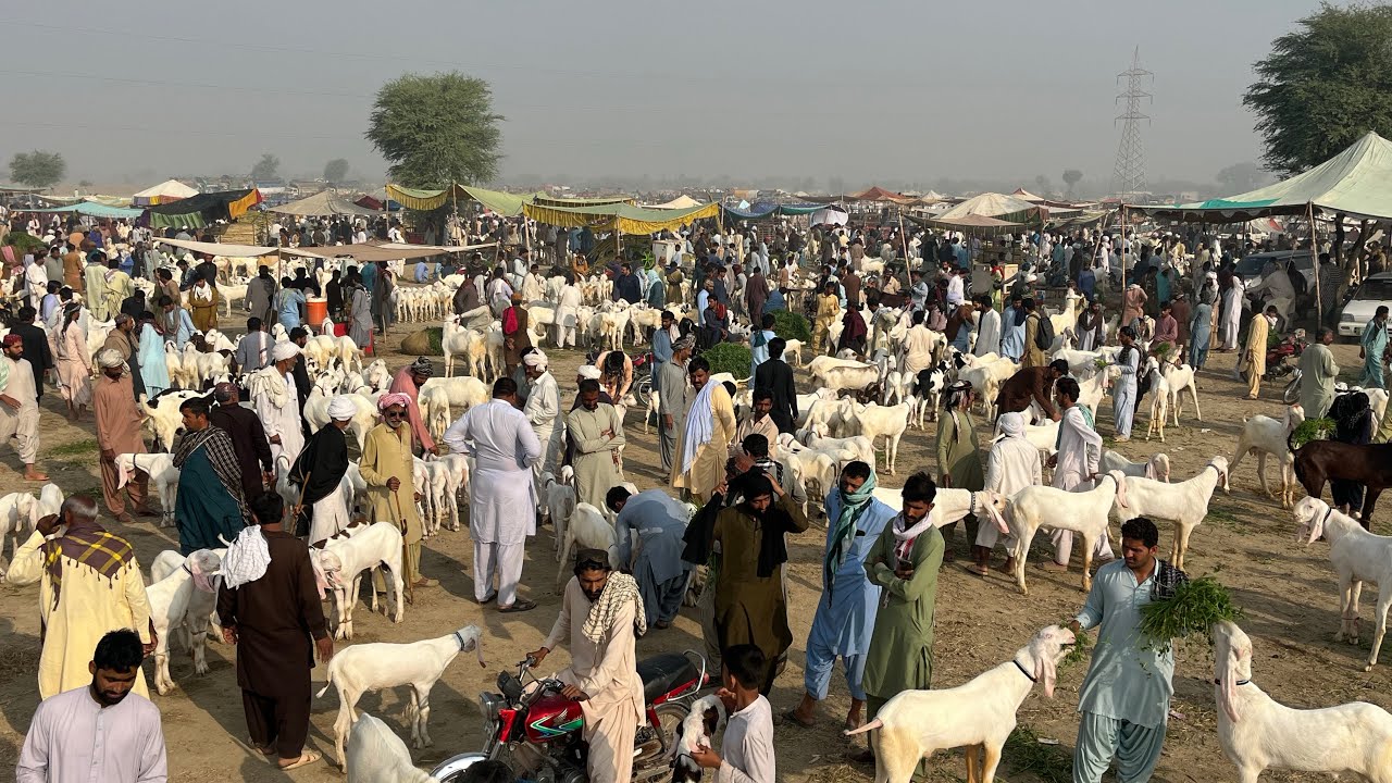 9 March 2026 Muhammadpur Mandi 2026 ki fresh update aa chuki hai. Qurbani ke liye bakray, dumba 