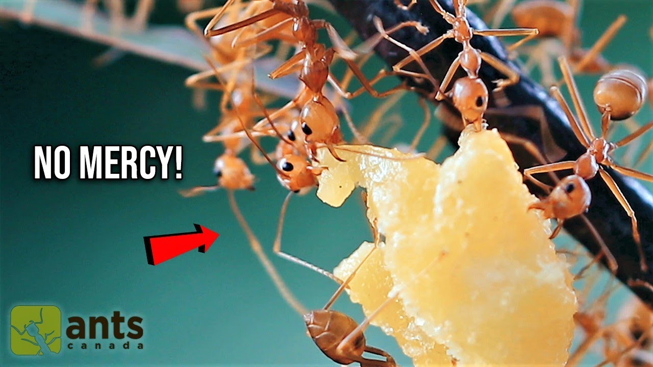 Feeding a Colony of WEAVER ANTS (Egg, Rice, Superworm)