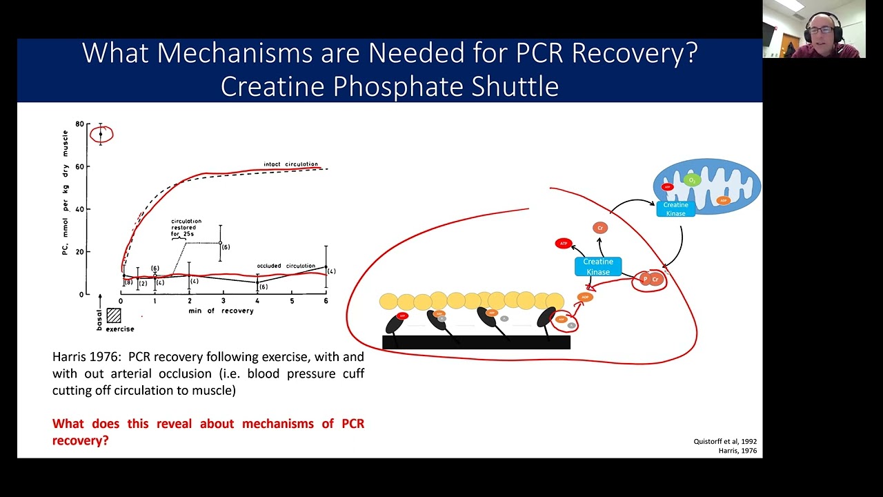 How is Phosphocreatine recovered?