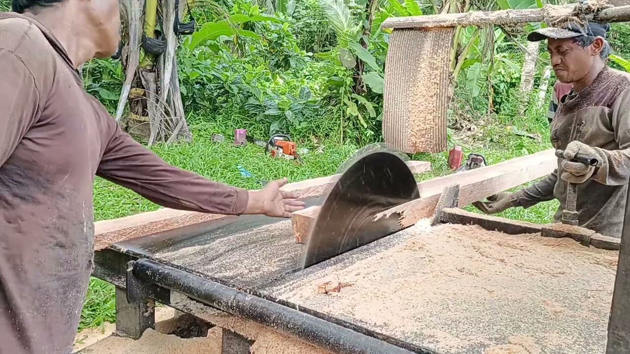 Proses Gergaji Kayu Kelapa Dengan Kerja Tim 