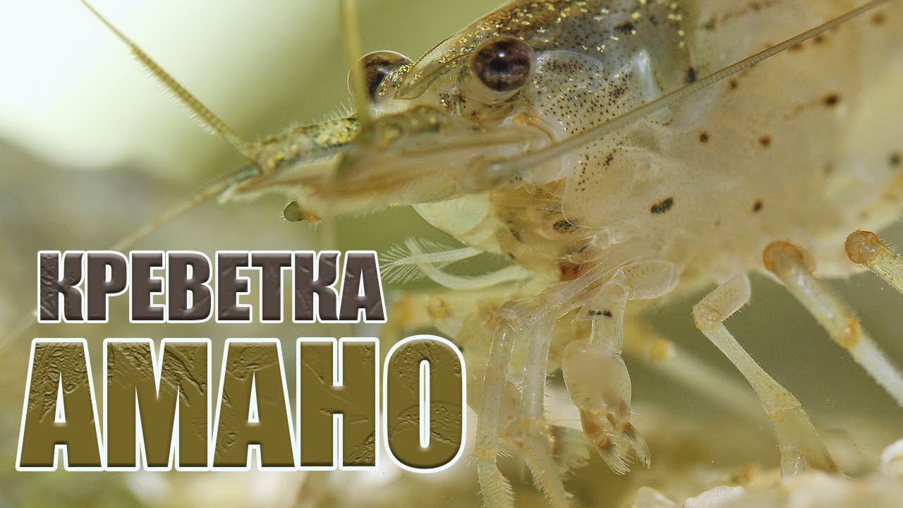 Креветка водорослеед Амано!