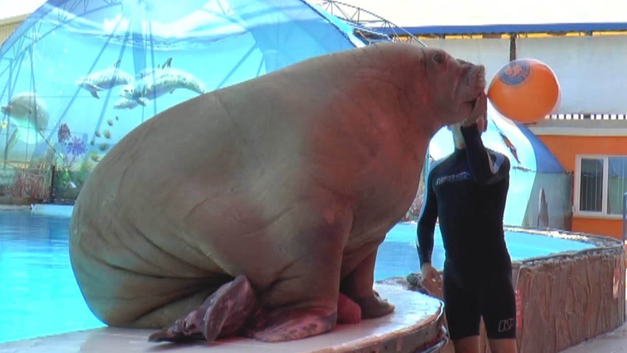 Дельфинарий Акватория Ялта лето 2020 Dolphinarium Water area Yalta summer 2020