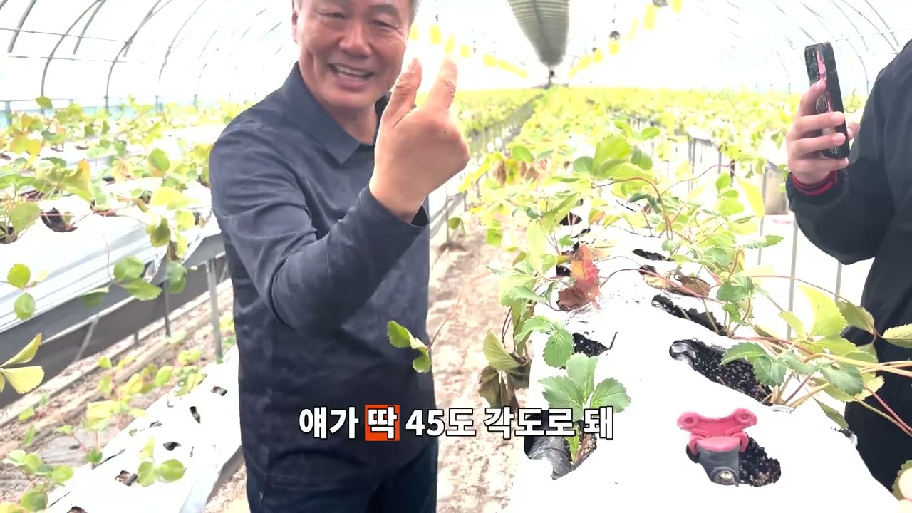 딸기 생리 | 딸기 정식 시기 및 정식 후 관리 / 딸기 생장 / 시설하우스 온습도 관리 (청년귀농장기교육 - 황인수 교수님)
