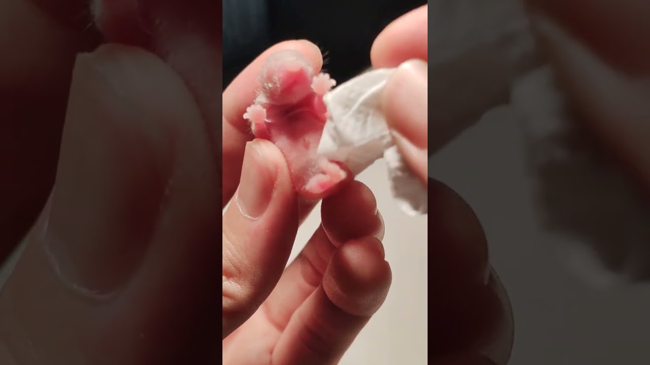 làm bình sữa để nuôi hamster non bị mẹ bỏ, cách cho hamster con ăn