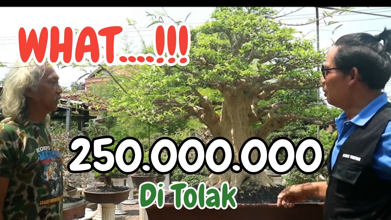 cek harga.! & review bonsai anting putri senilai 250.000.000.#cekhargabonsai #bonsaiantingputri