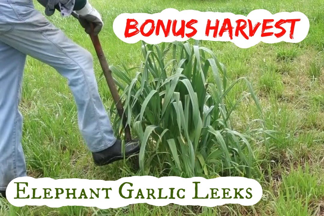 How to use elephant garlic as spring leeks