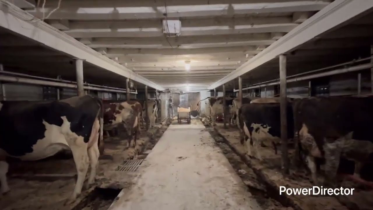 Brushing cows and talking about what’s coming up