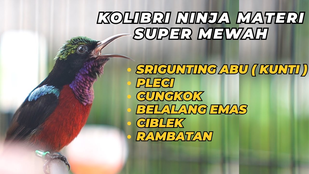 MATERI SUPER MEWAH KOLIBRI NINJA NEMBAK TAJAM // MASTERAN BURUNG // PANCINGAN KONIN