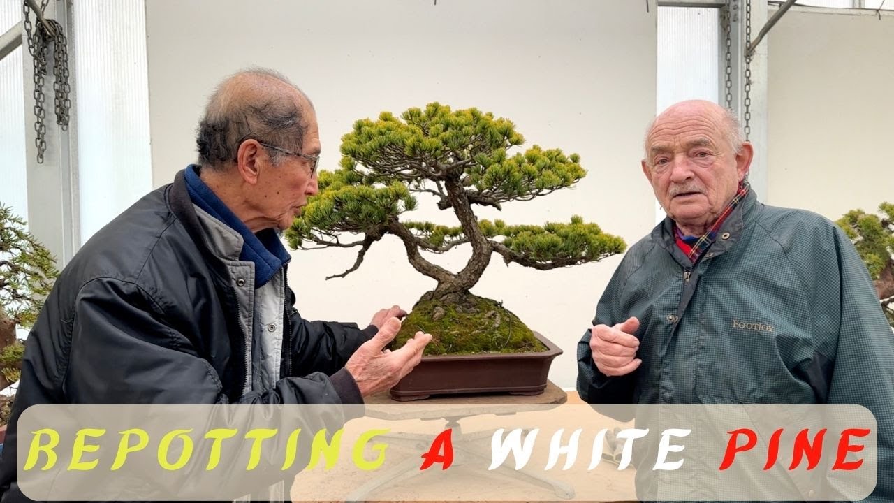 Repotting a White Pine for a Customer
