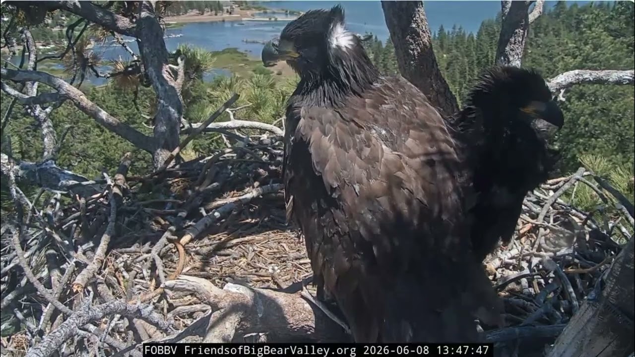 Sandy and Luna are preparing for their first flight 08.06.2026 @FOBBVCAM