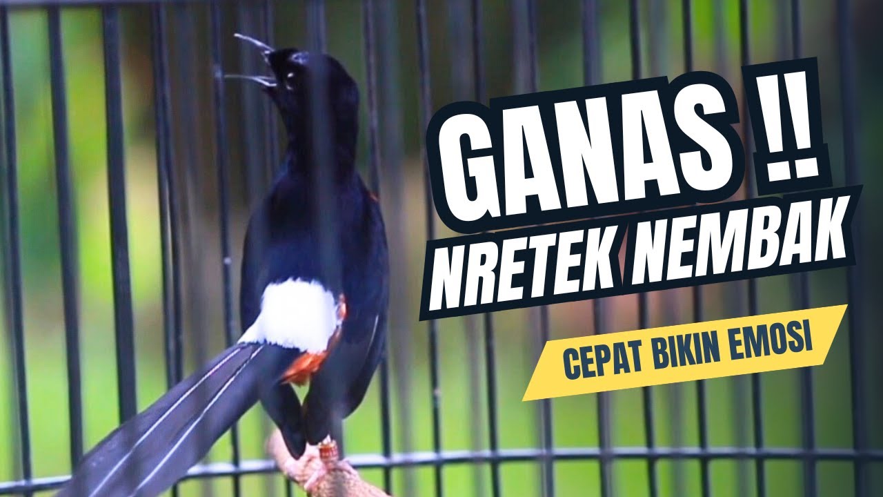 MURAI BATU GACOR FULL ISIAN TEMBAKAN MEWAH SANGAT AMPUH MELATIH BONGKAR ISIAN