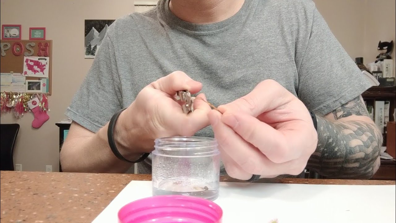 Propagation of my Drosera Capensis Sundew