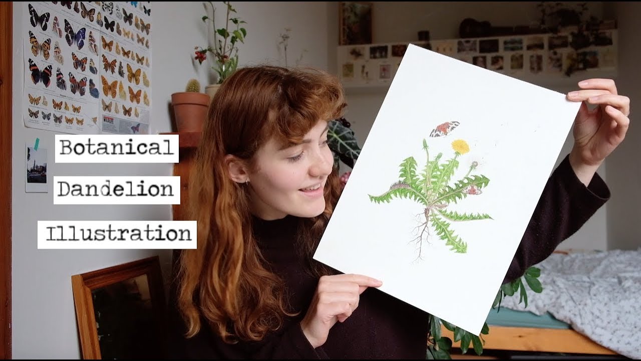 making of a botanical illustration (dandelion)