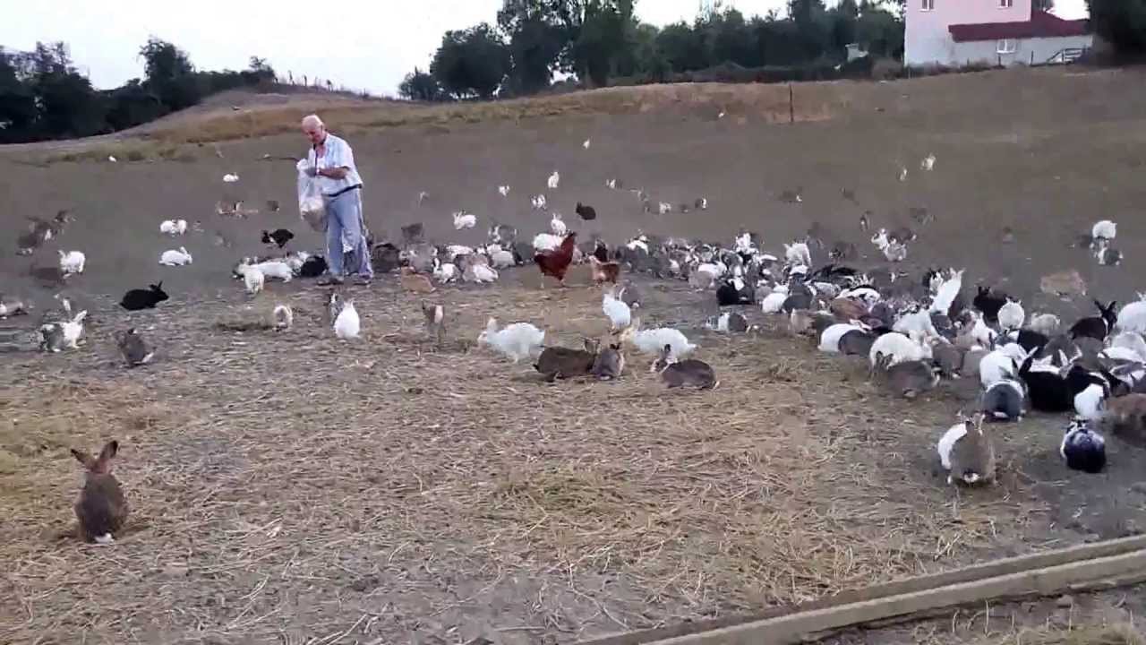 Sinop Tavşan Çiftliği