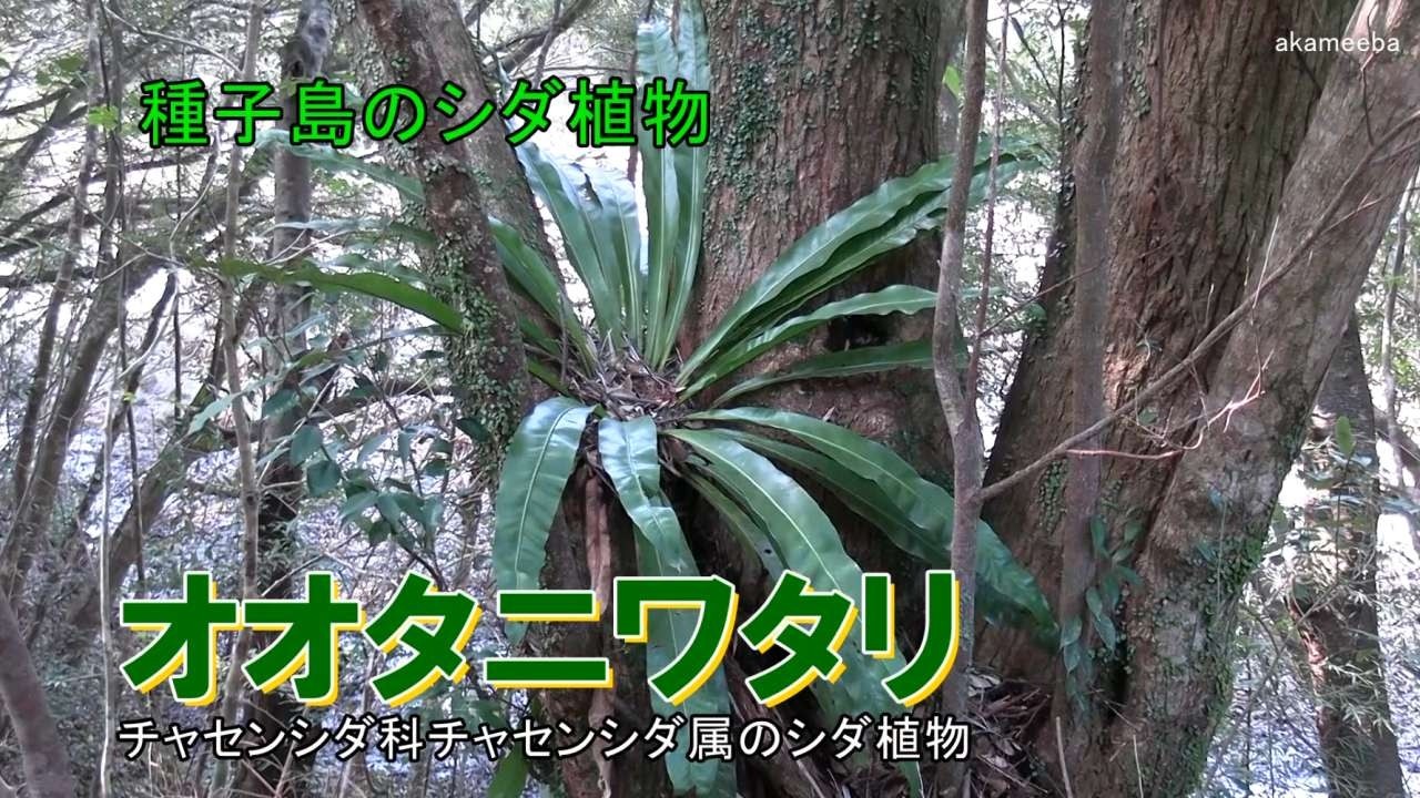 オオタニワタリ 立春・春分のころ大木の幹に根付いた着床風景 AIナレーション案内 - 種子島のシダ植物