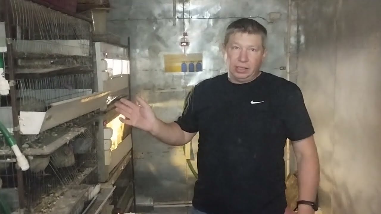 Вес перепелов породы Белый Гигант в 60 дней