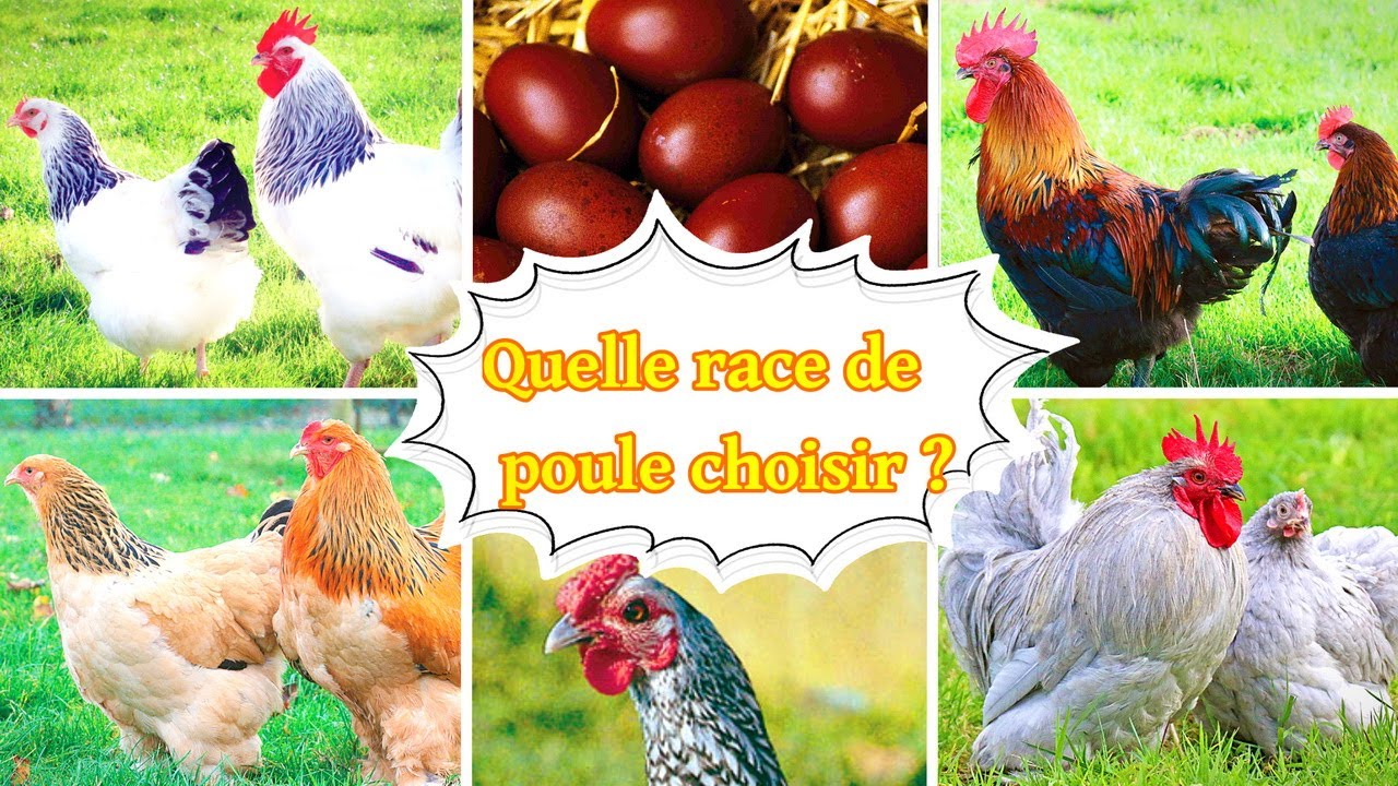 Quelle race de poule choisir ? Poule hybride ou poule de race ? 🐔