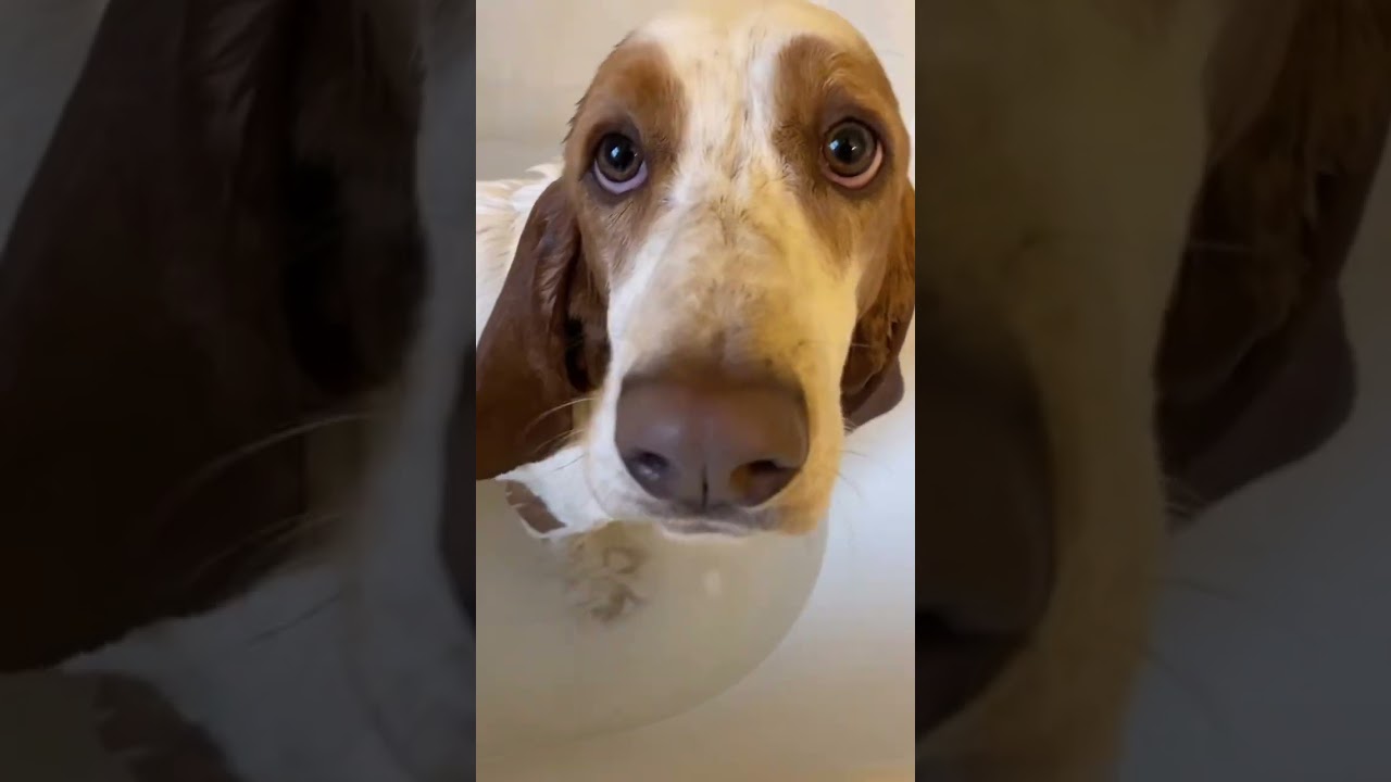 Hi! Cricket's got nobody to blame but herself 🛁