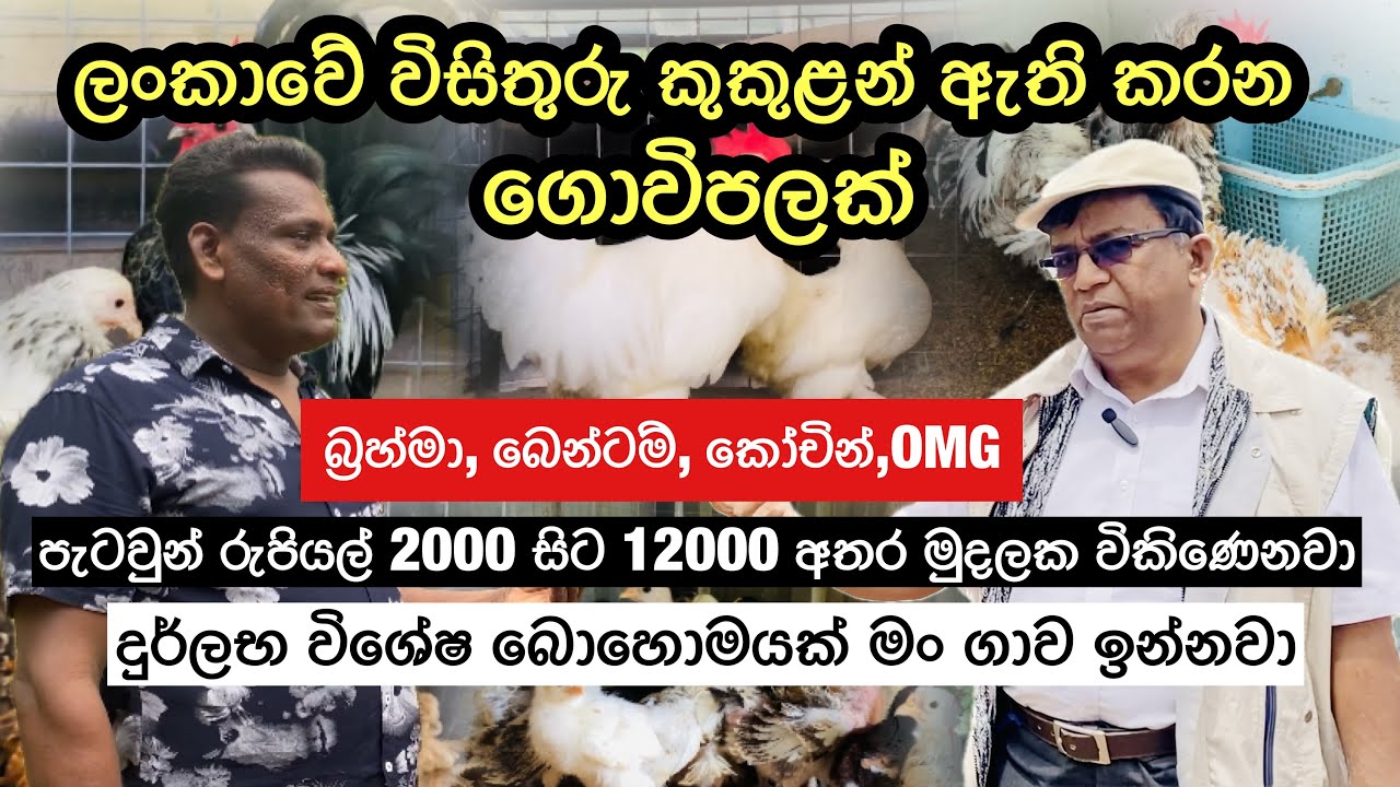 ලංකාවේ සුපිරි විසිතුරු කුකුළන් ඇති කරන ගොවිපළක්🐓🐥#poultryfarming #livestock #agriculture #agro