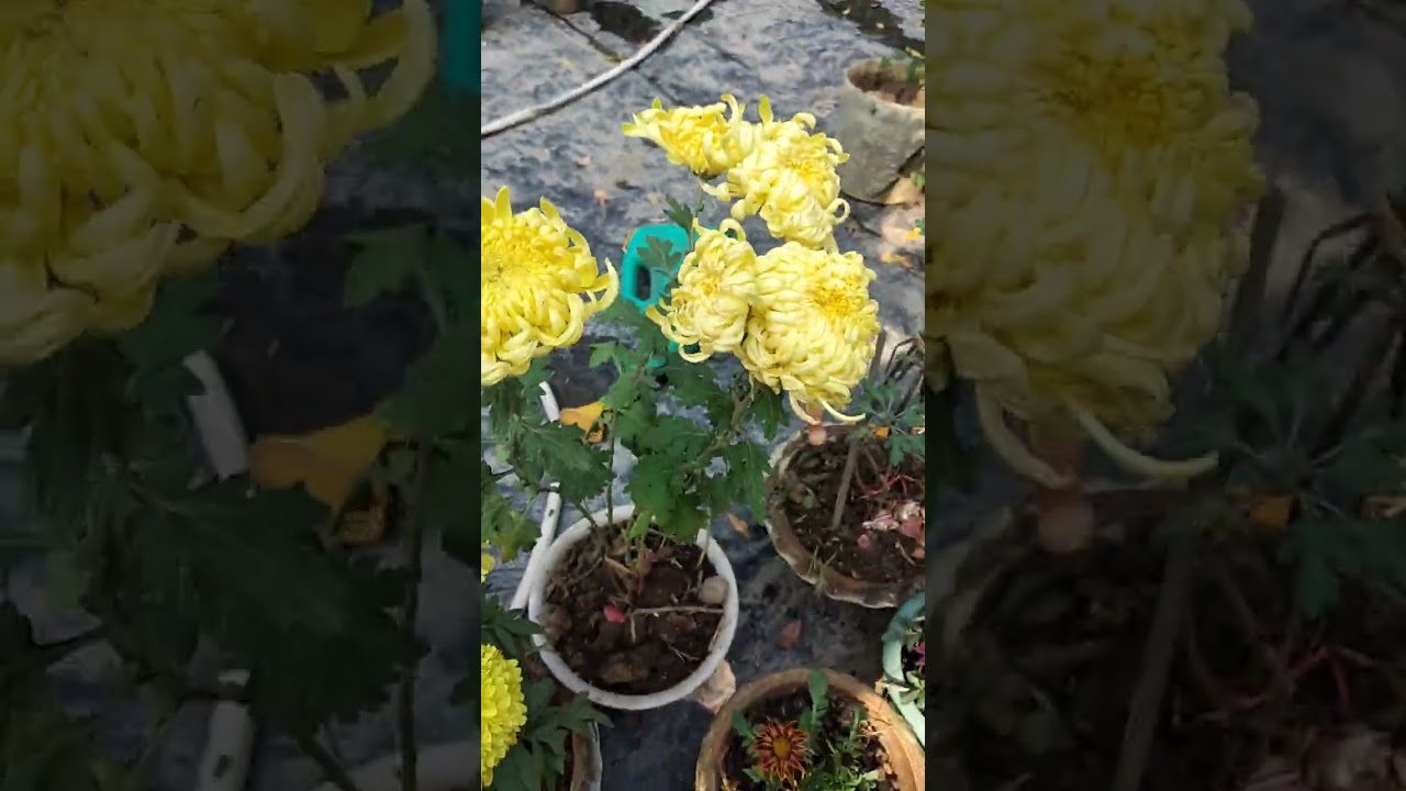 Our beautiful flower garden