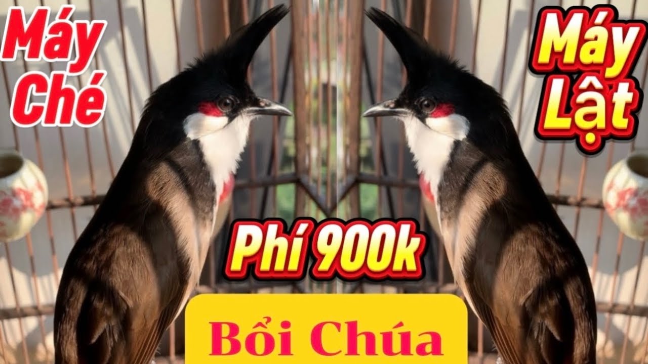 27/1 Siêu Phẩm Bổi Chúa Tê Quỷ/5Tháng Lồng Siêu Vip-Phách Chơi Máy Ché Cánh Máy Chém/Hàng Gột 2026