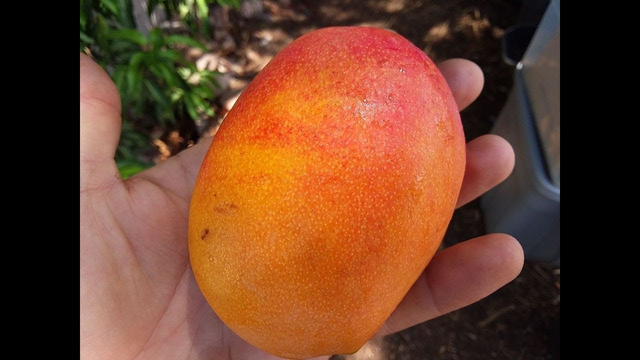 AZ Mango taste test! Southern Blush, Lemon Meringue, Cogshall