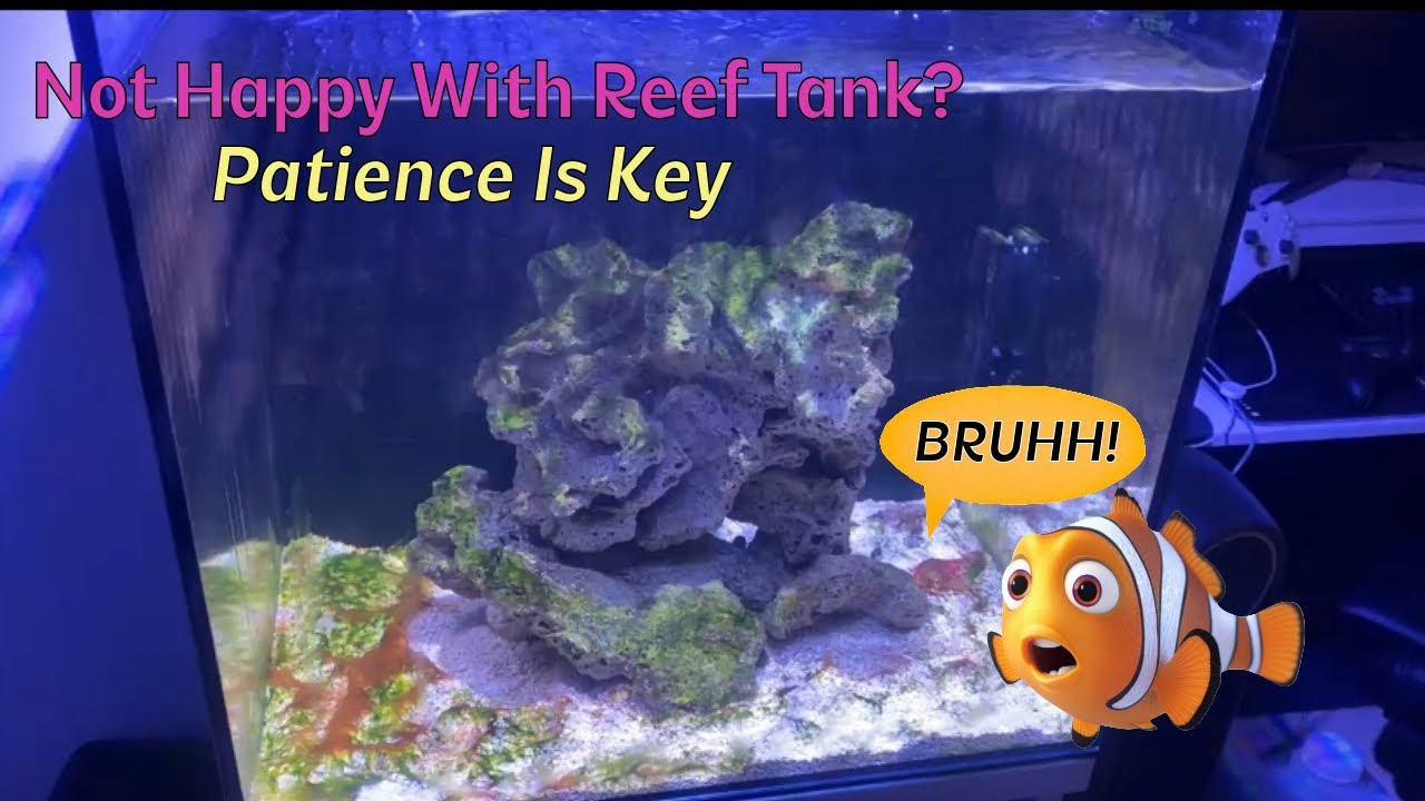 Most important part of the Reef Hobby