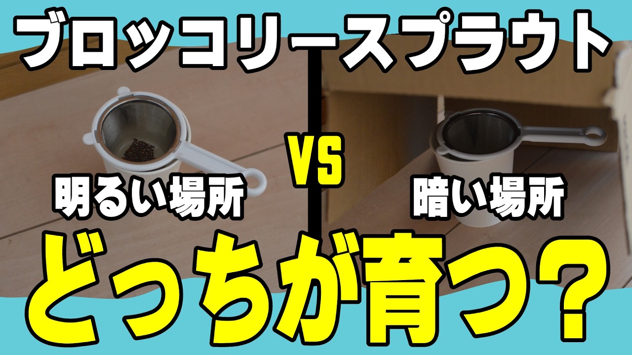 【比較検証】暗闇 vs 光：ブロッコリースプラウト水耕栽培