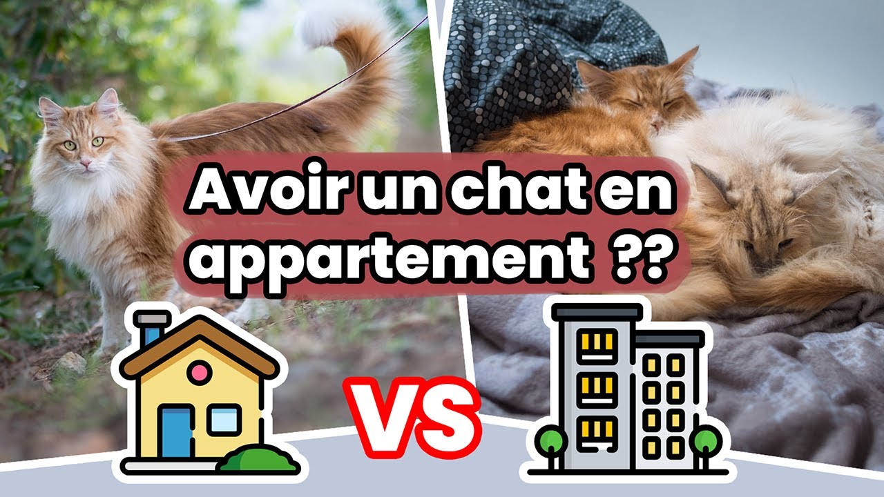 Peut-On Avoir Un Chat En Appartement ? Conseils et Bien-Être !