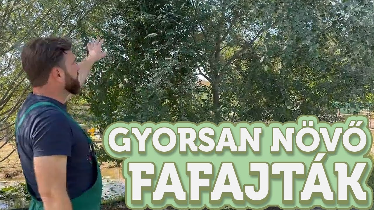 Gyorsan növő árnyékot adó fafajták | Megyeri Szabolcs