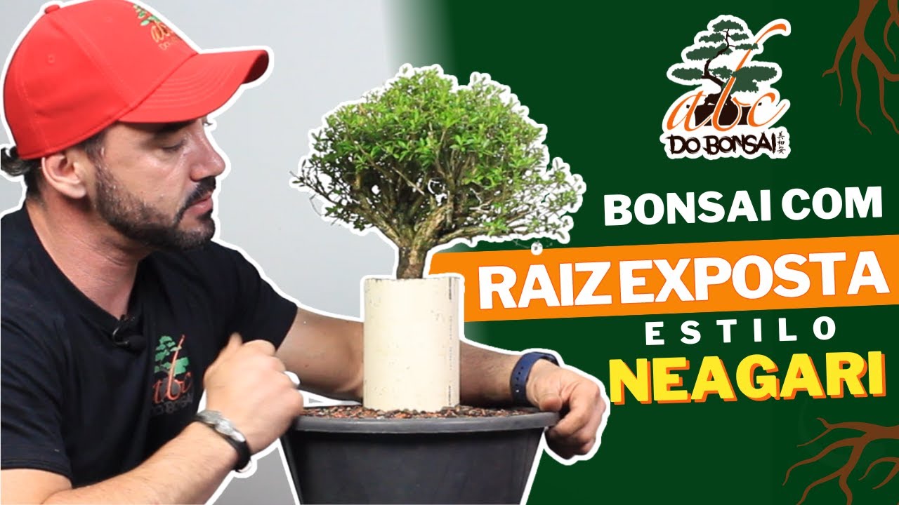 COMO FAZER BONSAI COM RAIZ EXPOSTA | ESTILO NEAGARI