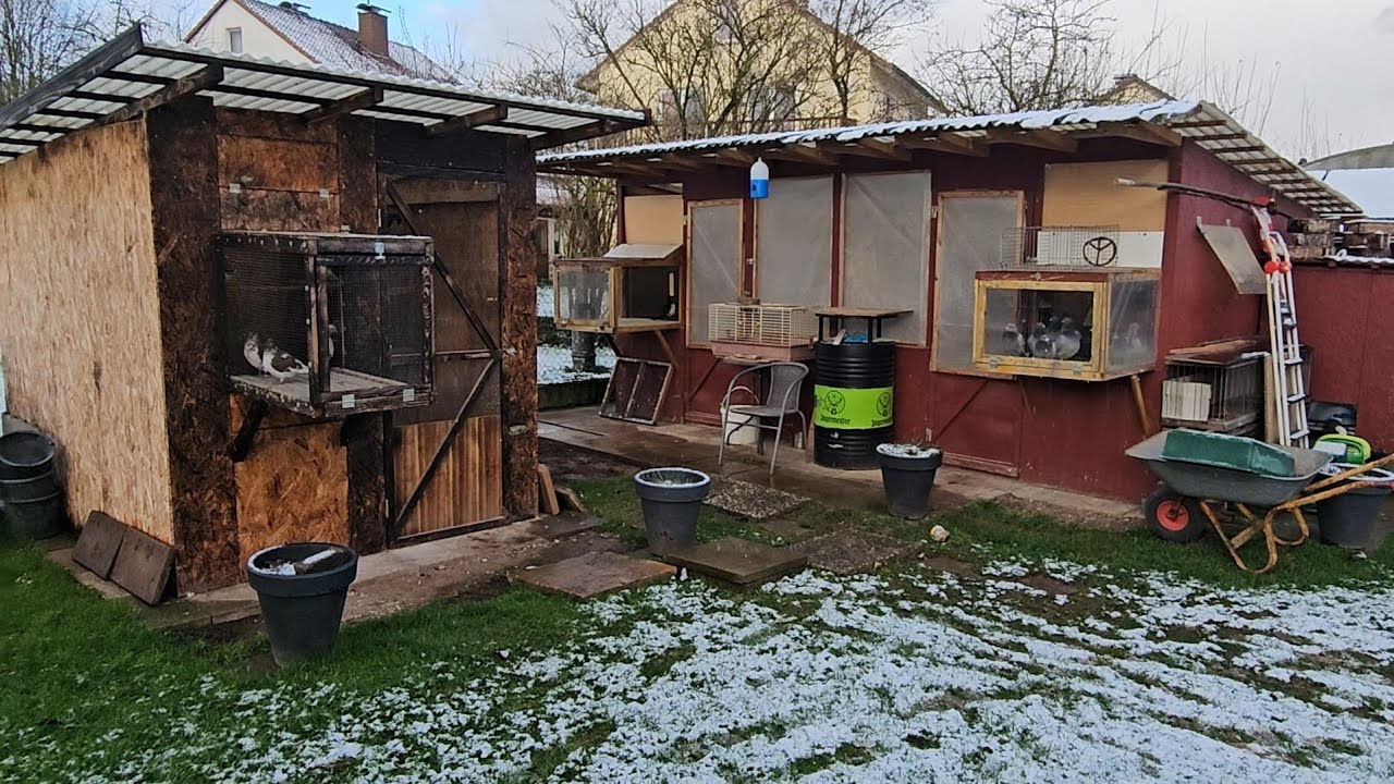 Meine Tauben, die Zucht beginnt 03.01.25